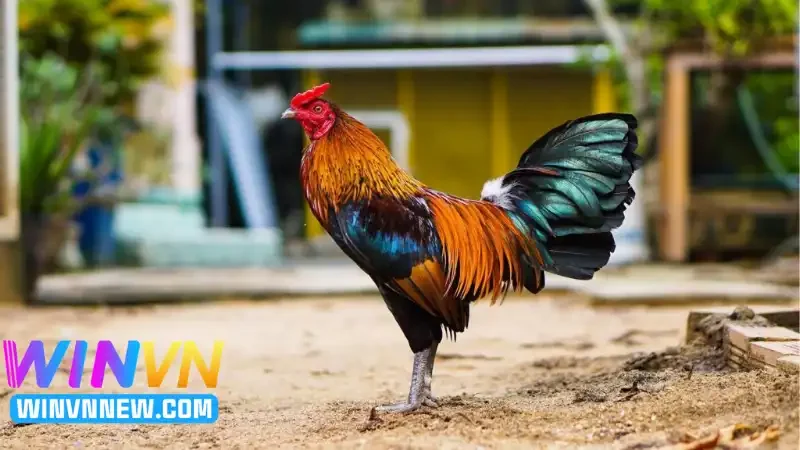 Đánh giá gà chiến trước khi vào trận