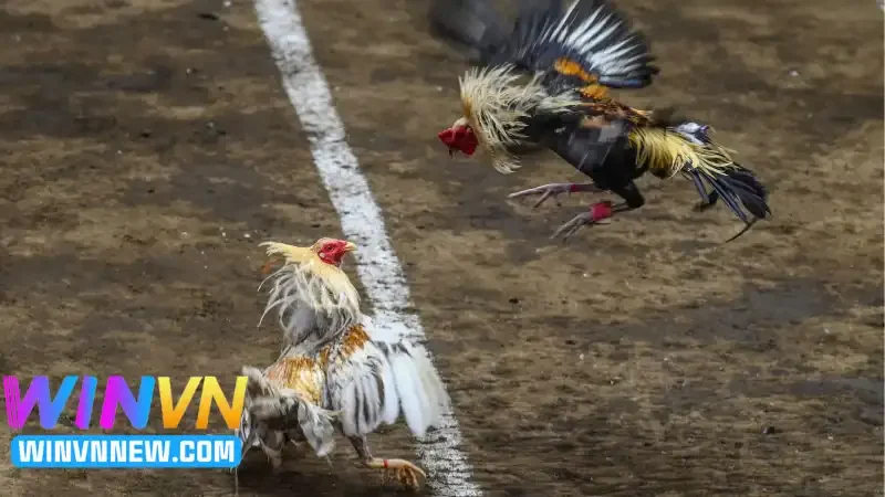 Những kỹ thuật và chiến lược cược hiệu quả