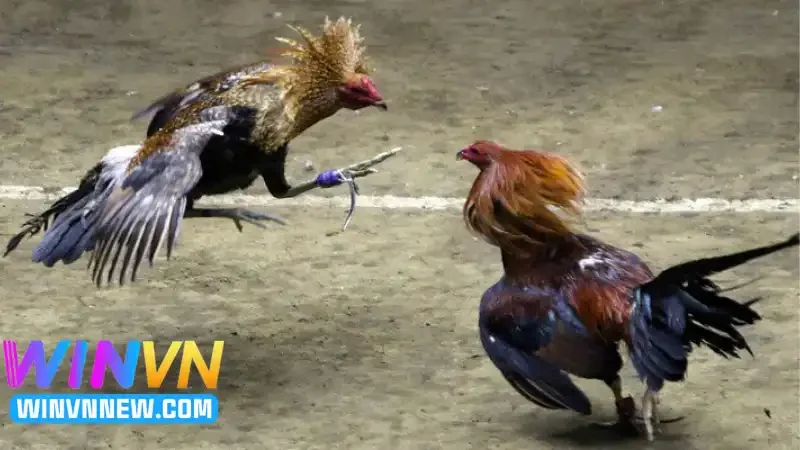 Giới thiệu đá gà Thomo trực tiếp tại WINVN