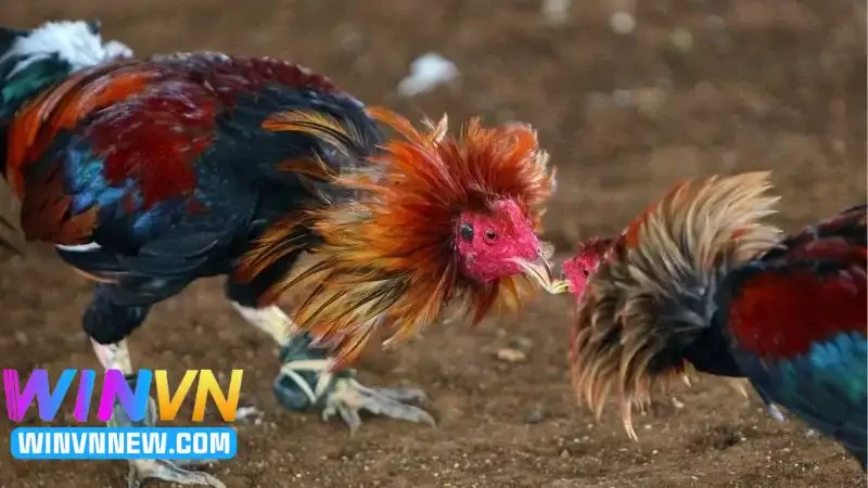 Các hình thức thi đấu đá gà nổi bật