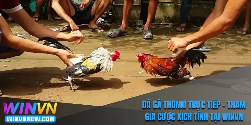 Đá gà Thomo trực tiếp