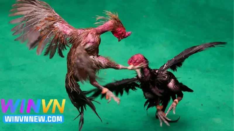 Một số chiến thuật hay giúp tăng hiệu quả cược