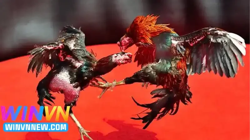 Theo dõi đá gà C5 theo lịch thi đấu cụ thể