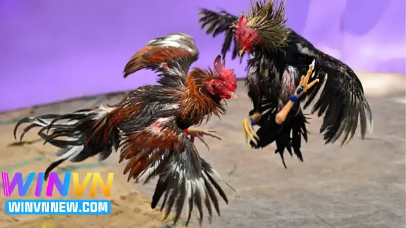 Giới thiệu chung về đá gà trực tiếp C5