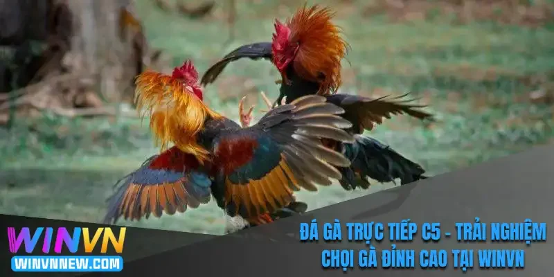 Đá gà trực tiếp C5