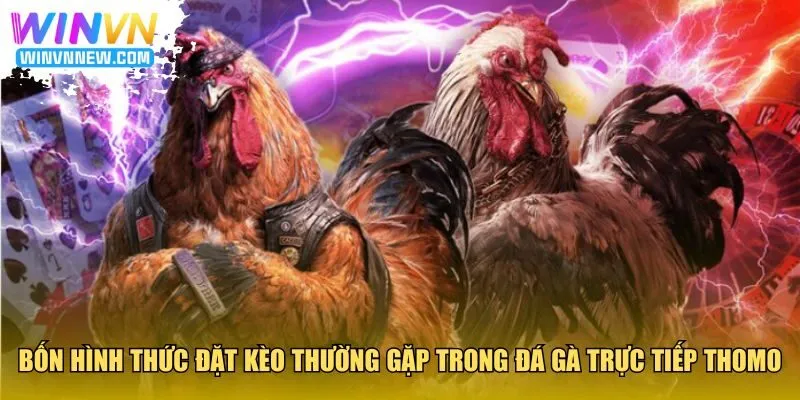 Bốn hình thức đặt kèo thường gặp trong đá gà trực tiếp Thomo