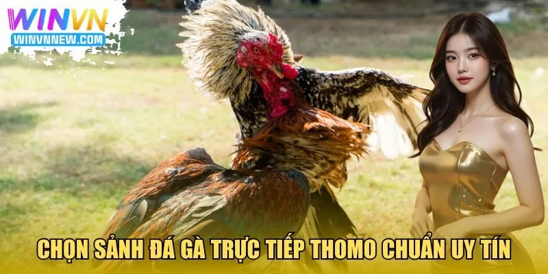 Chọn sảnh đá gà trực tiếp Thomo chuẩn uy tín
