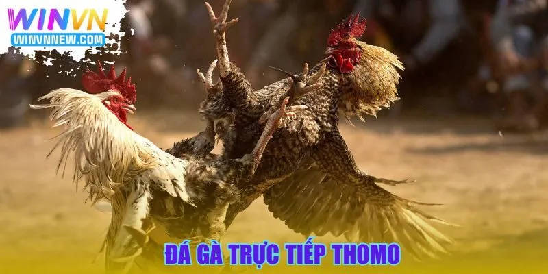 Đá gà trực tiếp Thomo