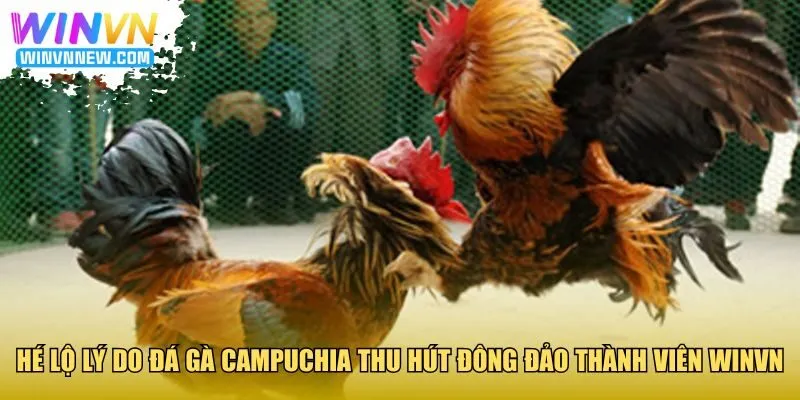 Hé lộ lý do đá gà Campuchia thu hút đông đảo thành viên WINVN